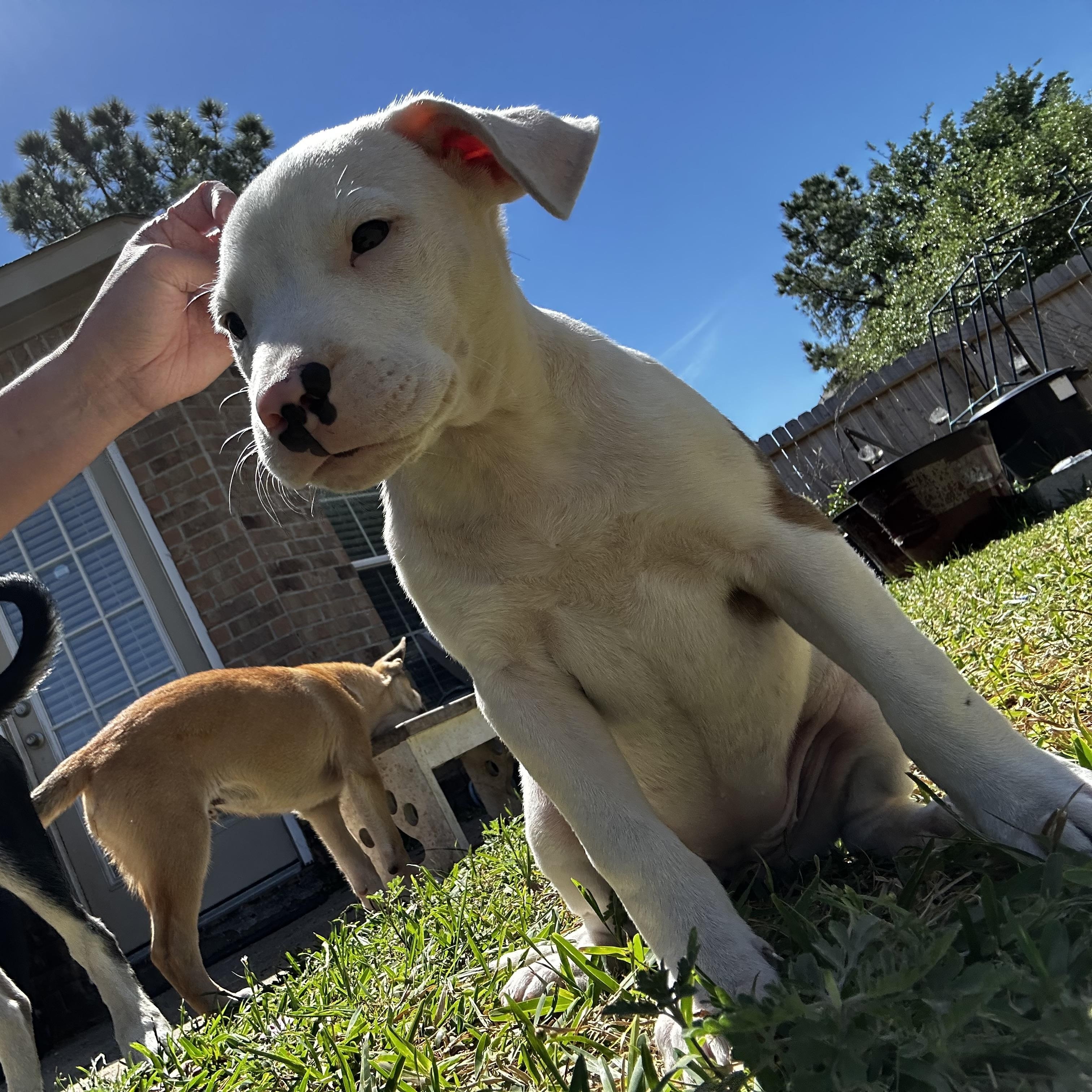 Enlarge Eden, an adopted mixed breed in Grove city, OH image 2/5