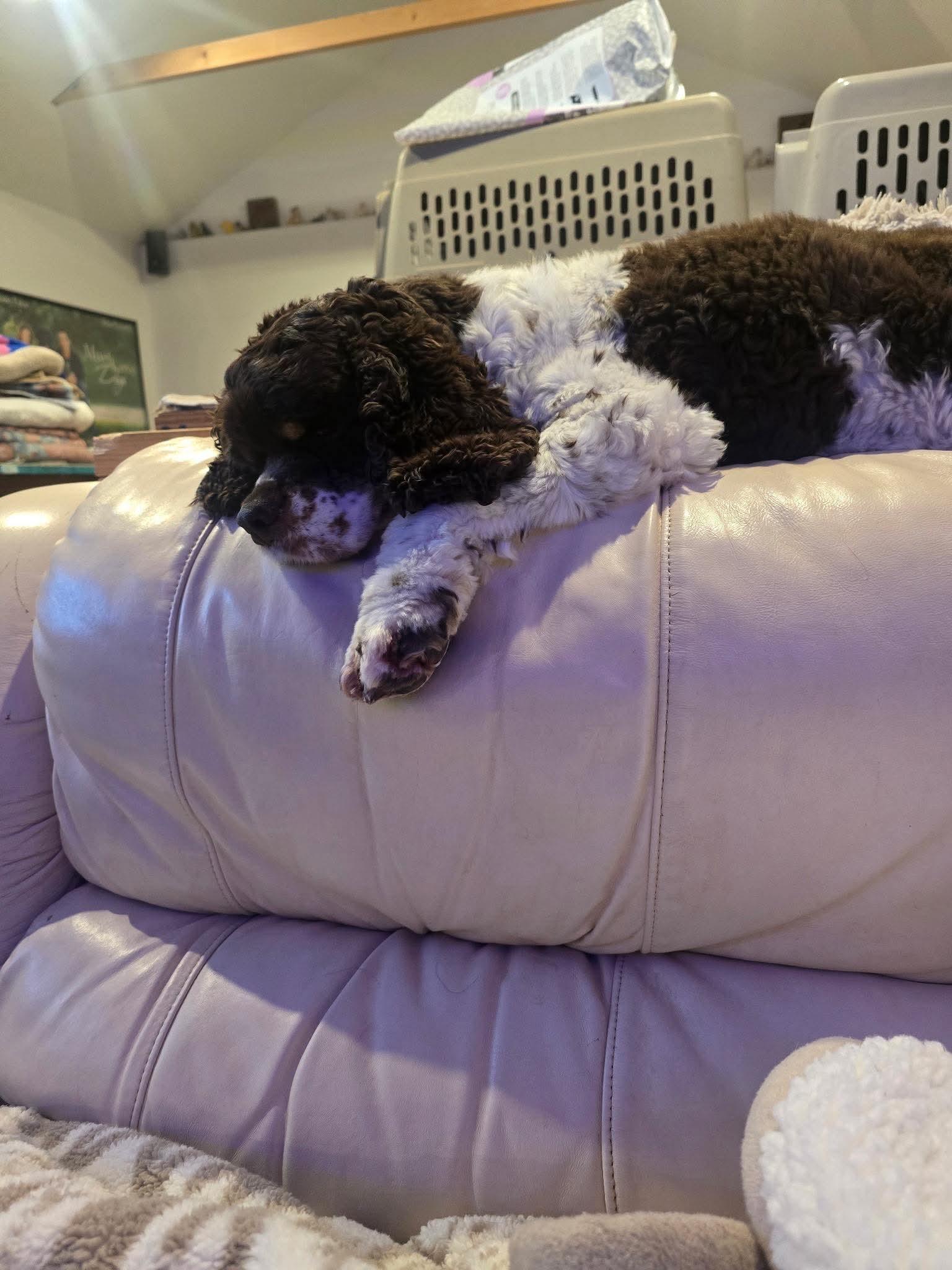 Enlarge Posey (bonded pair with Cash), a Adoptable Cocker Spaniel in Westwood, NJ image 2/3