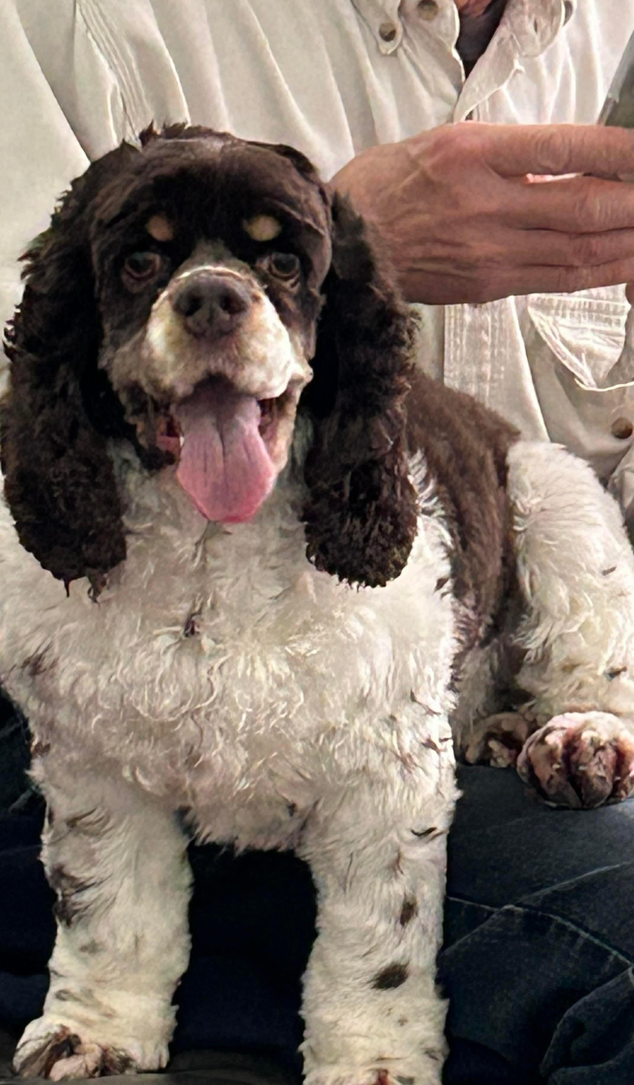 Posey (bonded pair with Cash), Adoptable, Adult Female Cocker Spaniel.