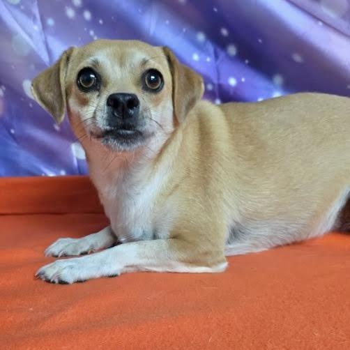 Enlarge Hazel, a ADOPTABLE mixed breed in Boulder, CO image 2/3