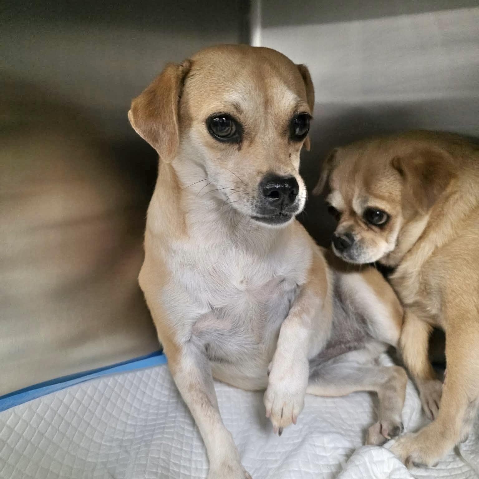 Hazel, ADOPTABLE, Adult Female Chihuahua & Pug.