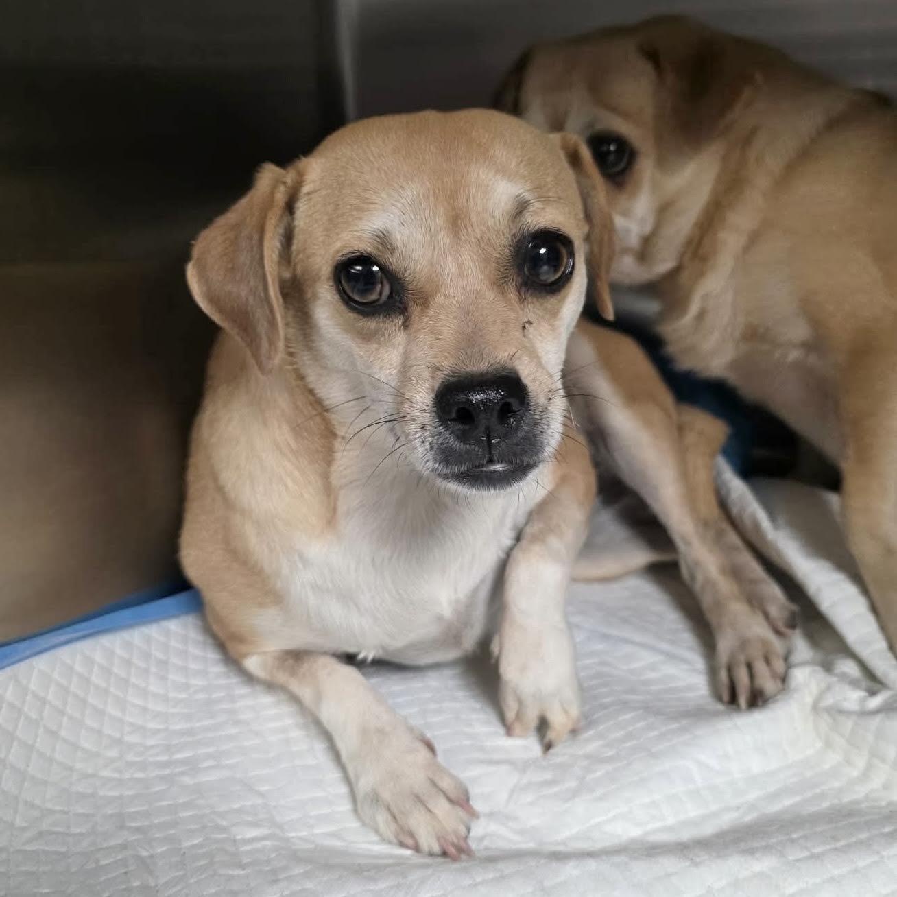 Enlarge Hazel, a ADOPTABLE mixed breed in Boulder, CO image 3/3