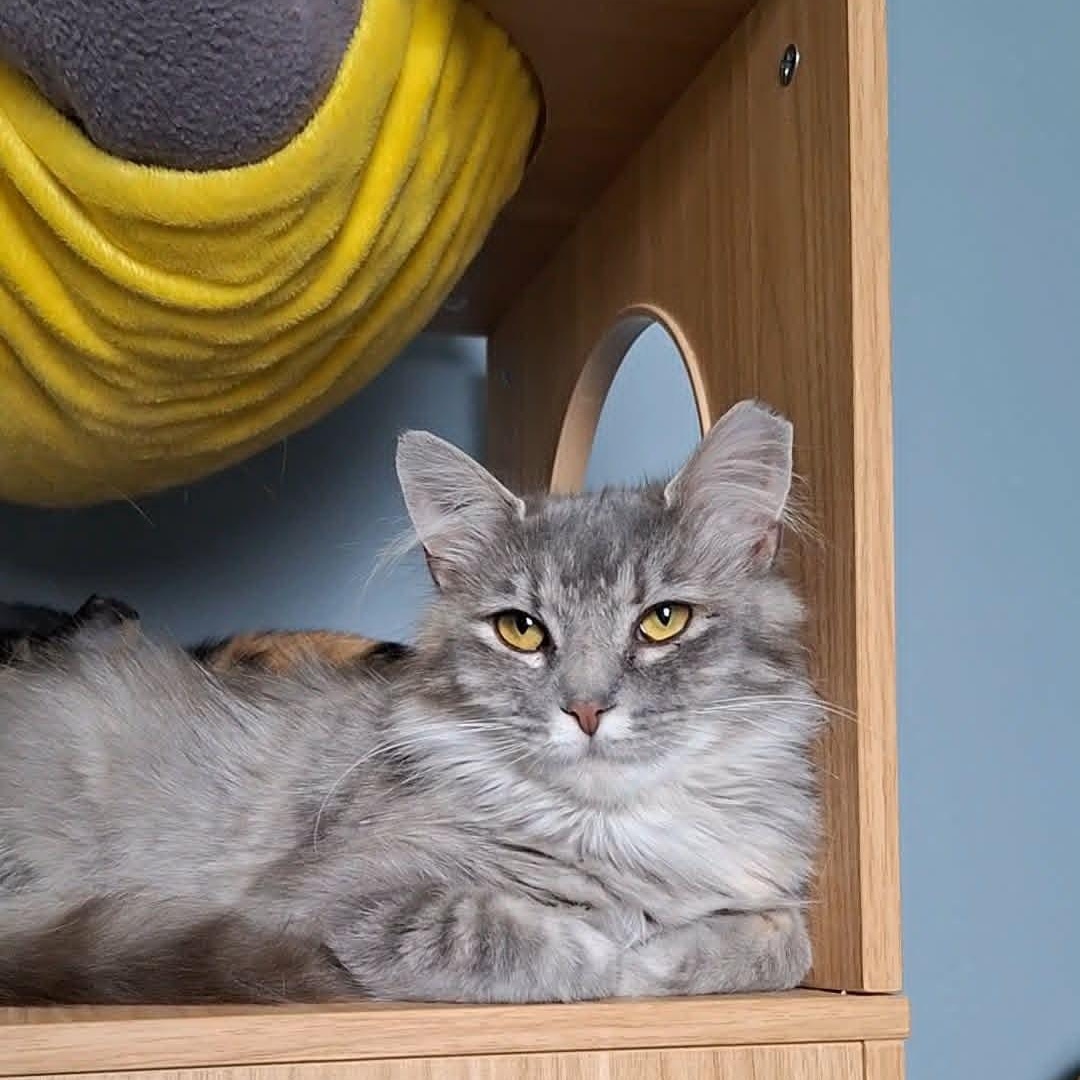 Frieda, adoptable, Adult Female Domestic Medium Hair.