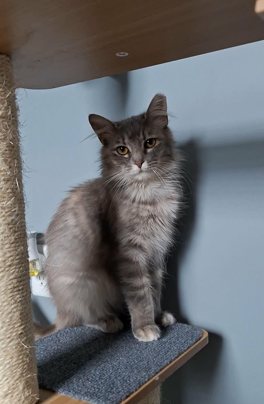 Enlarge Frieda, an adoptable Domestic Medium Hair in BUTLER, PA image 2/3
