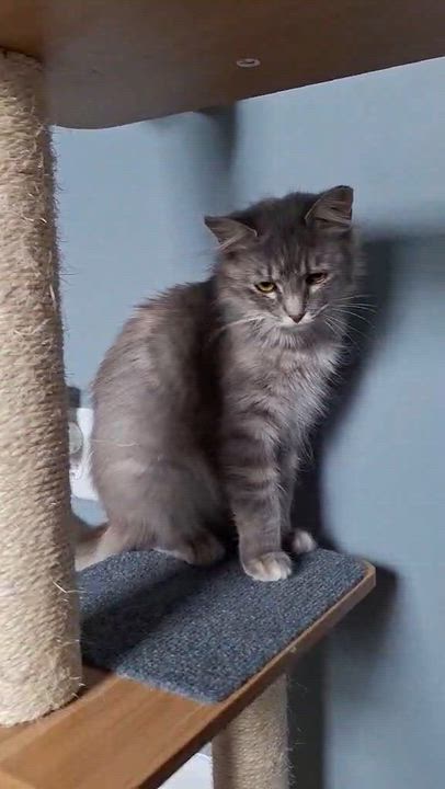 Enlarge Frieda, an adoptable Domestic Medium Hair in BUTLER, PA video 3/3