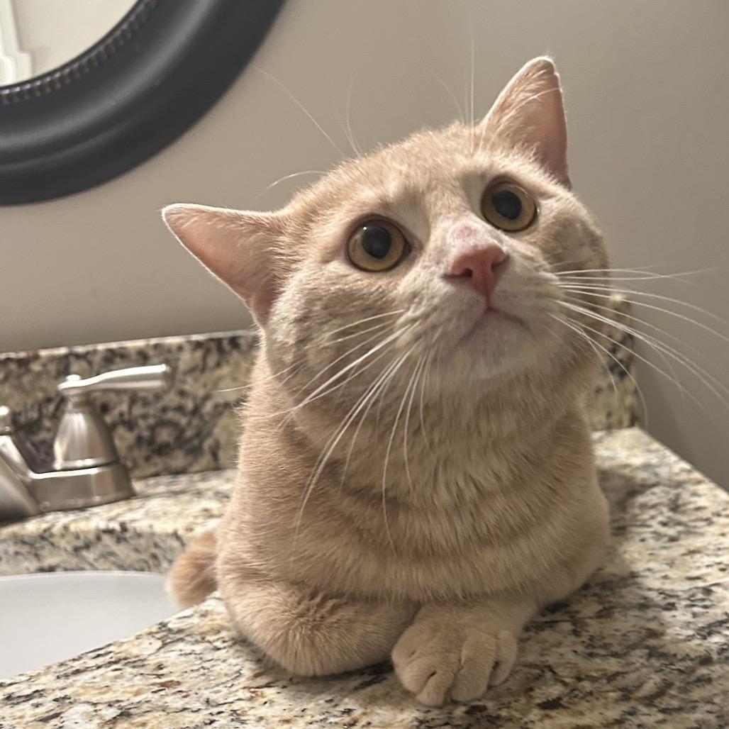 Louie — thumbnail 2