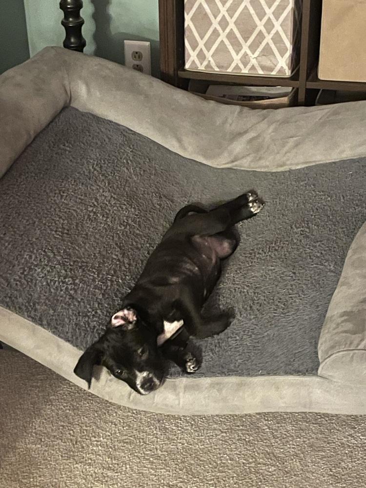 Yoda — thumbnail 2