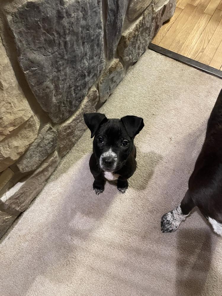 Yoda — thumbnail 4