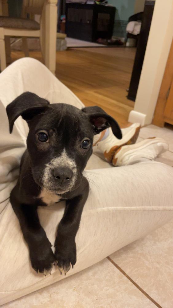 Yoda — thumbnail 6