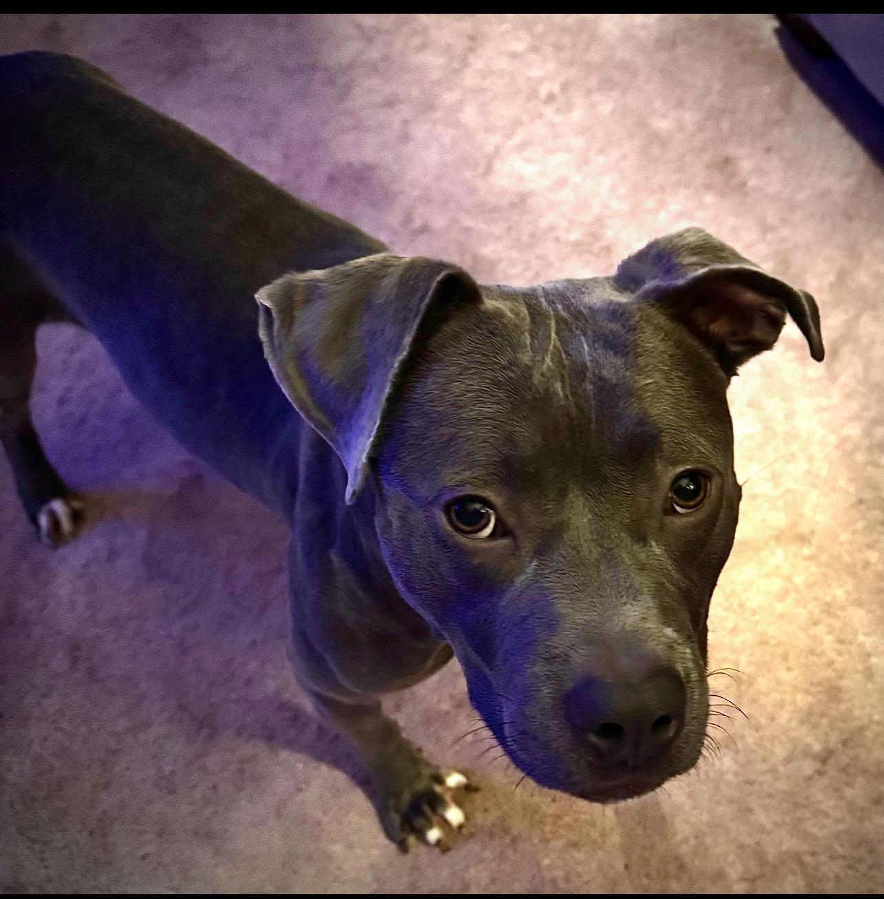 Enlarge TRUDIE, a Adoptable mixed breed in Fosters, AL image 1/2