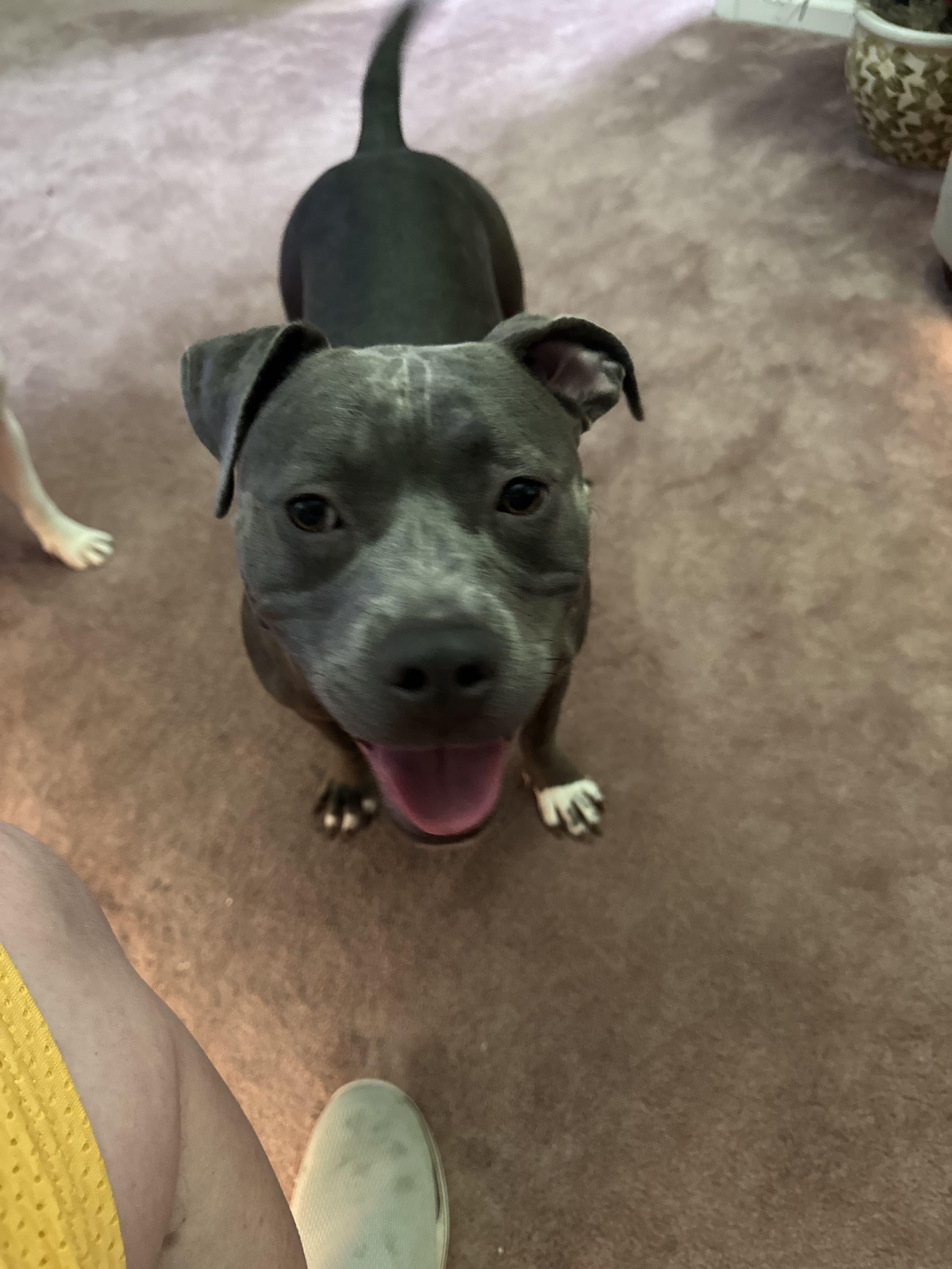 Enlarge TRUDIE, a Adoptable mixed breed in Fosters, AL image 2/2