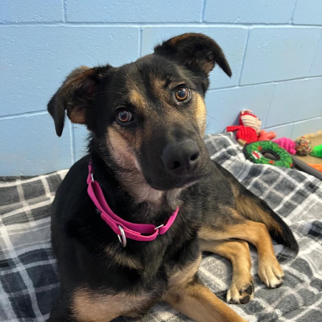 Enlarge Cookie Rue, a Adoptable Mixed Breed in Mankato, MN image 1/3