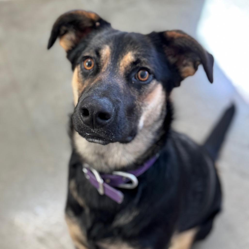 Enlarge Cookie Rue, a Adoptable Mixed Breed in Mankato, MN image 2/3