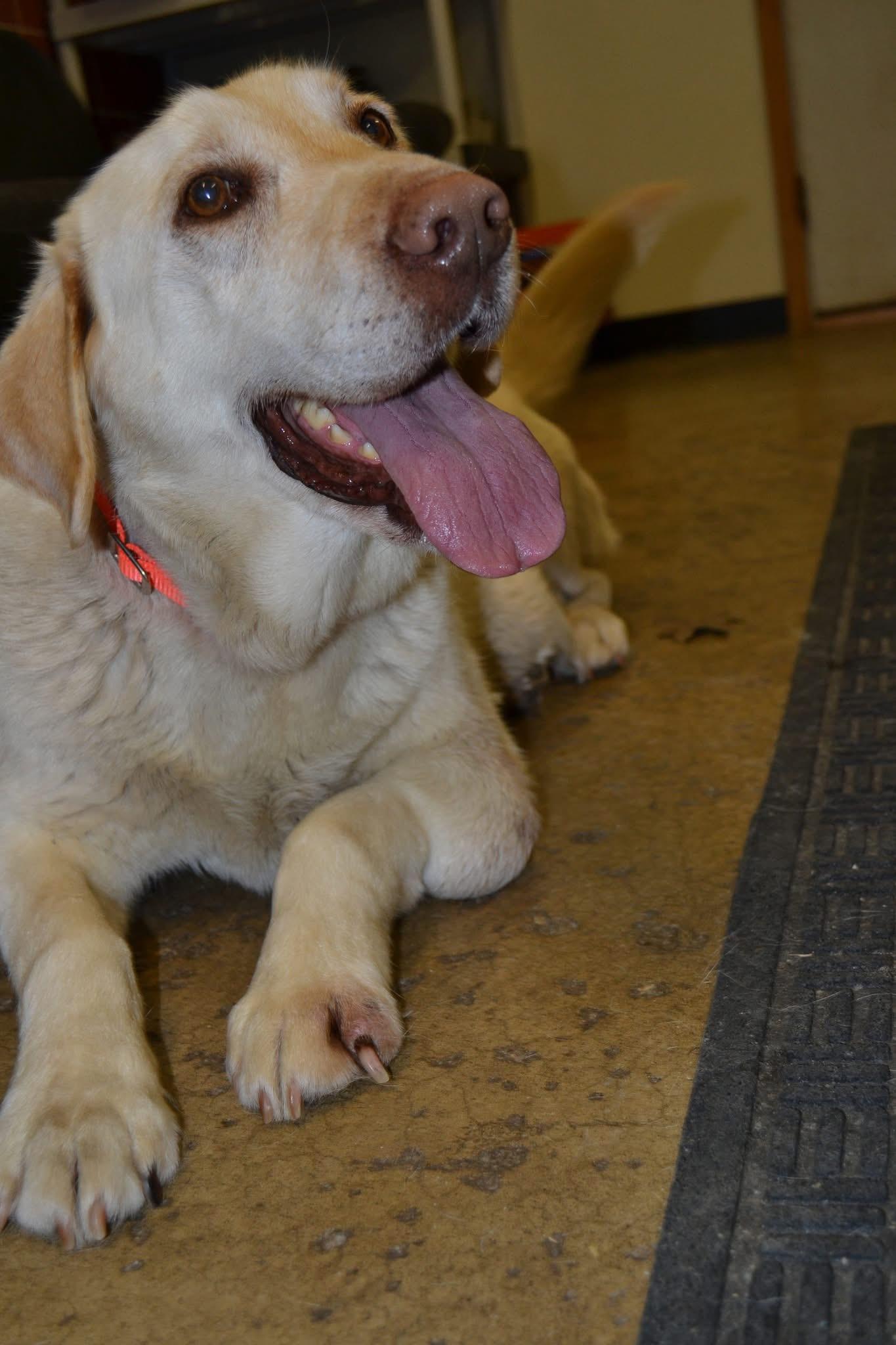 Enlarge Butter, an adopted Yellow Labrador Retriever in Chardon, OH image 4/6
