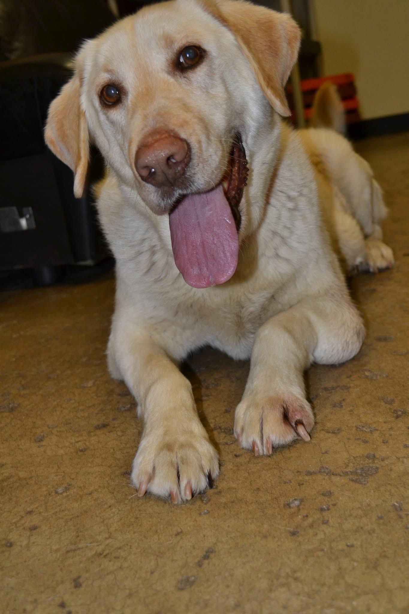 Enlarge Butter, an adopted Yellow Labrador Retriever in Chardon, OH image 2/6