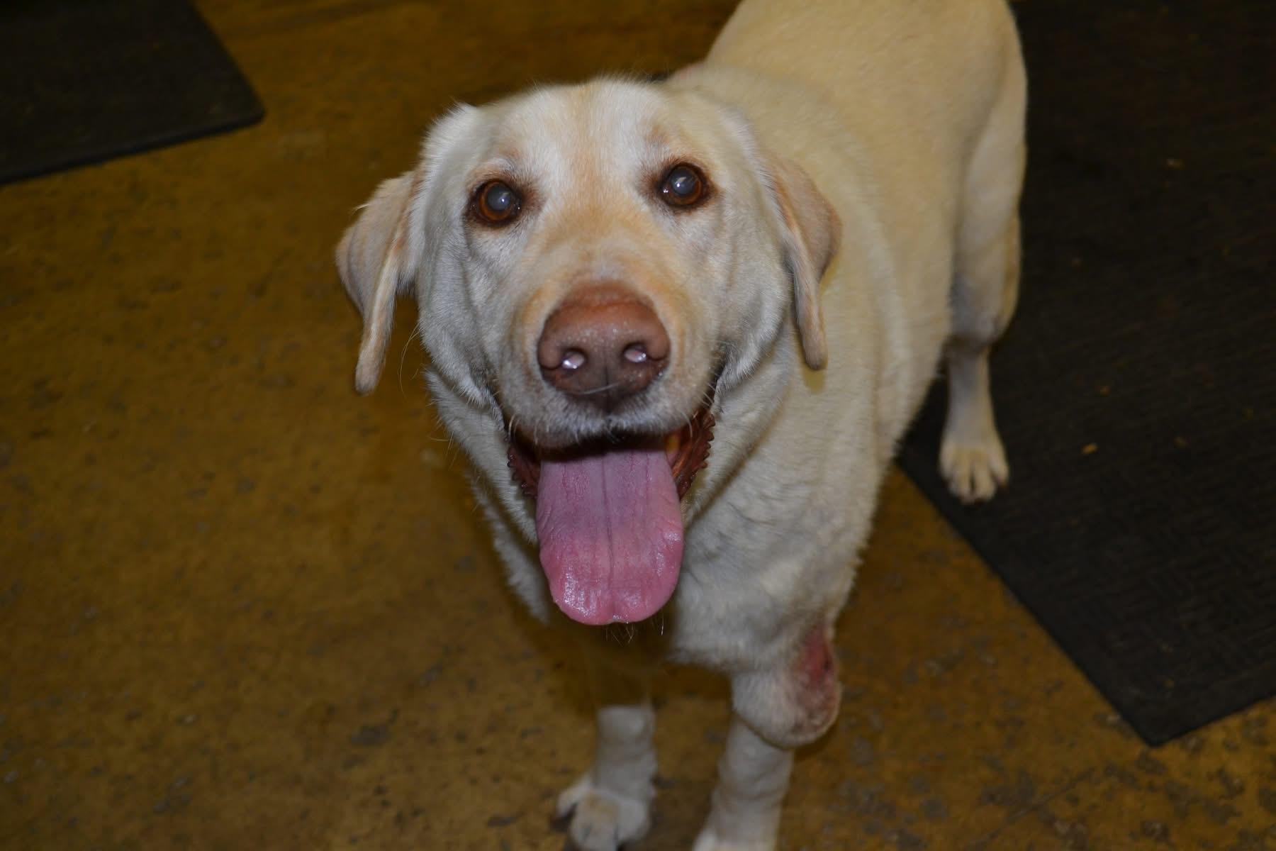Enlarge Butter, an adopted Yellow Labrador Retriever in Chardon, OH image 3/6