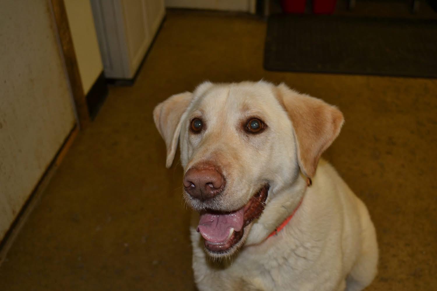 Butter, adopted, Adult Male Yellow Labrador Retriever.