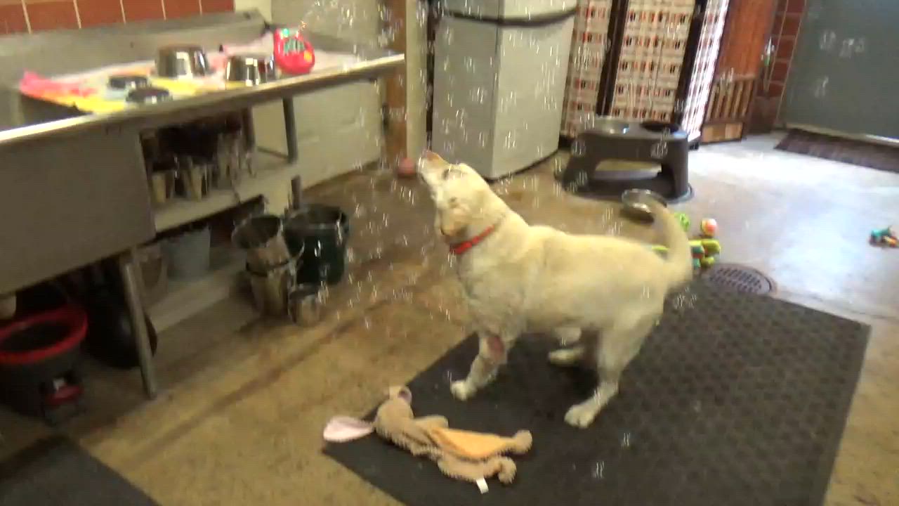 Enlarge Butter, an adopted Yellow Labrador Retriever in Chardon, OH video 5/6