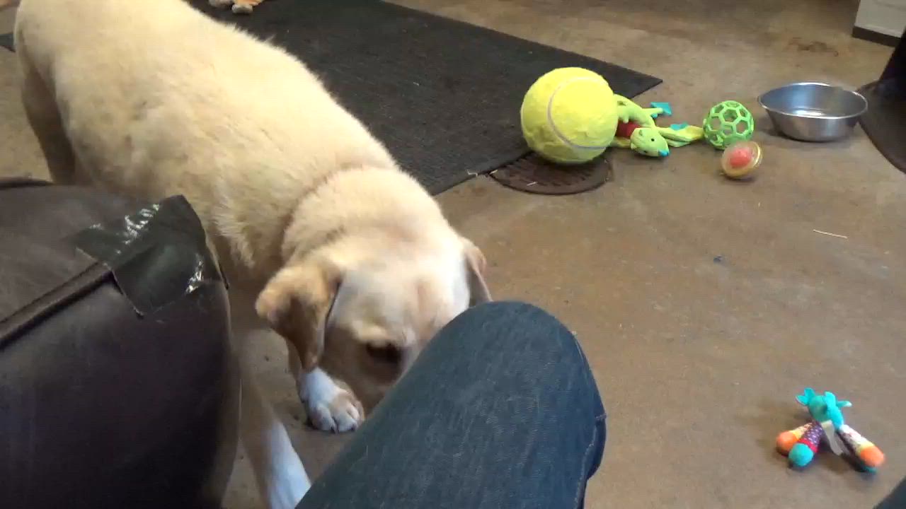 Enlarge Butter, an adopted Yellow Labrador Retriever in Chardon, OH video 6/6