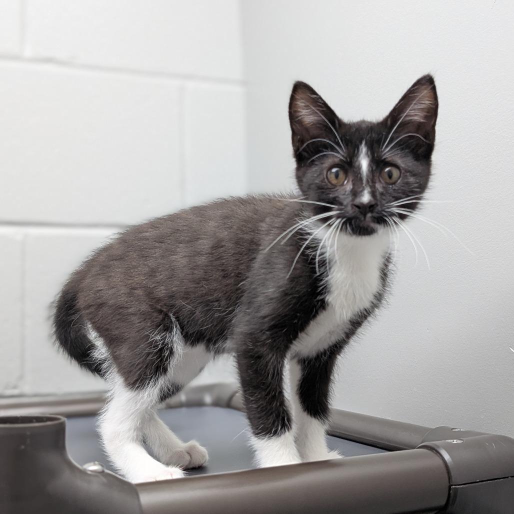 Pari, a Adoptable Domestic Short Hair in Brookfield, WI image 1/4