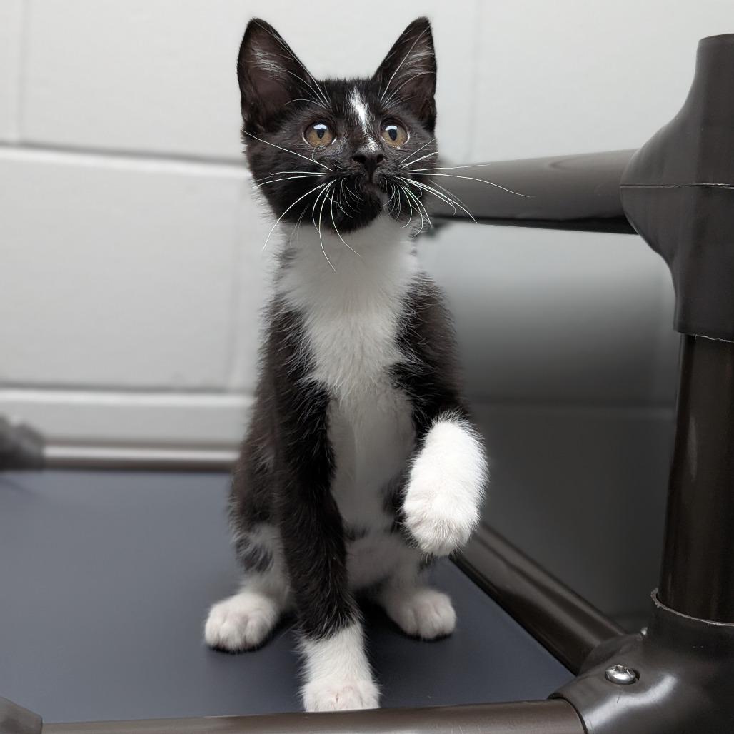 Pari, a Adoptable Domestic Short Hair in Brookfield, WI image 2/4
