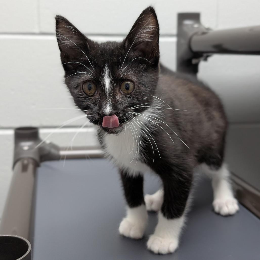 Pari, a Adoptable Domestic Short Hair in Brookfield, WI image 3/4