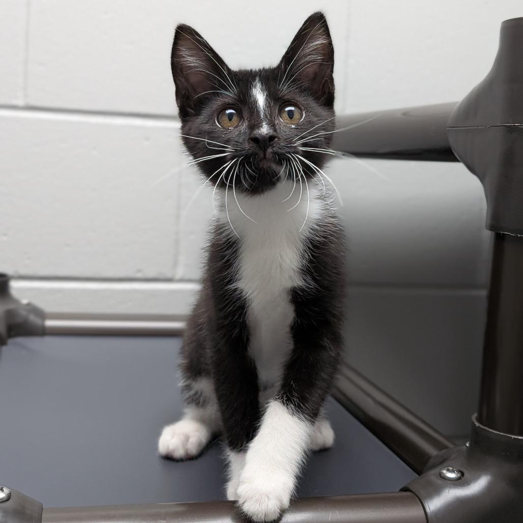 Pari, a Adoptable Domestic Short Hair in Brookfield, WI image 4/4
