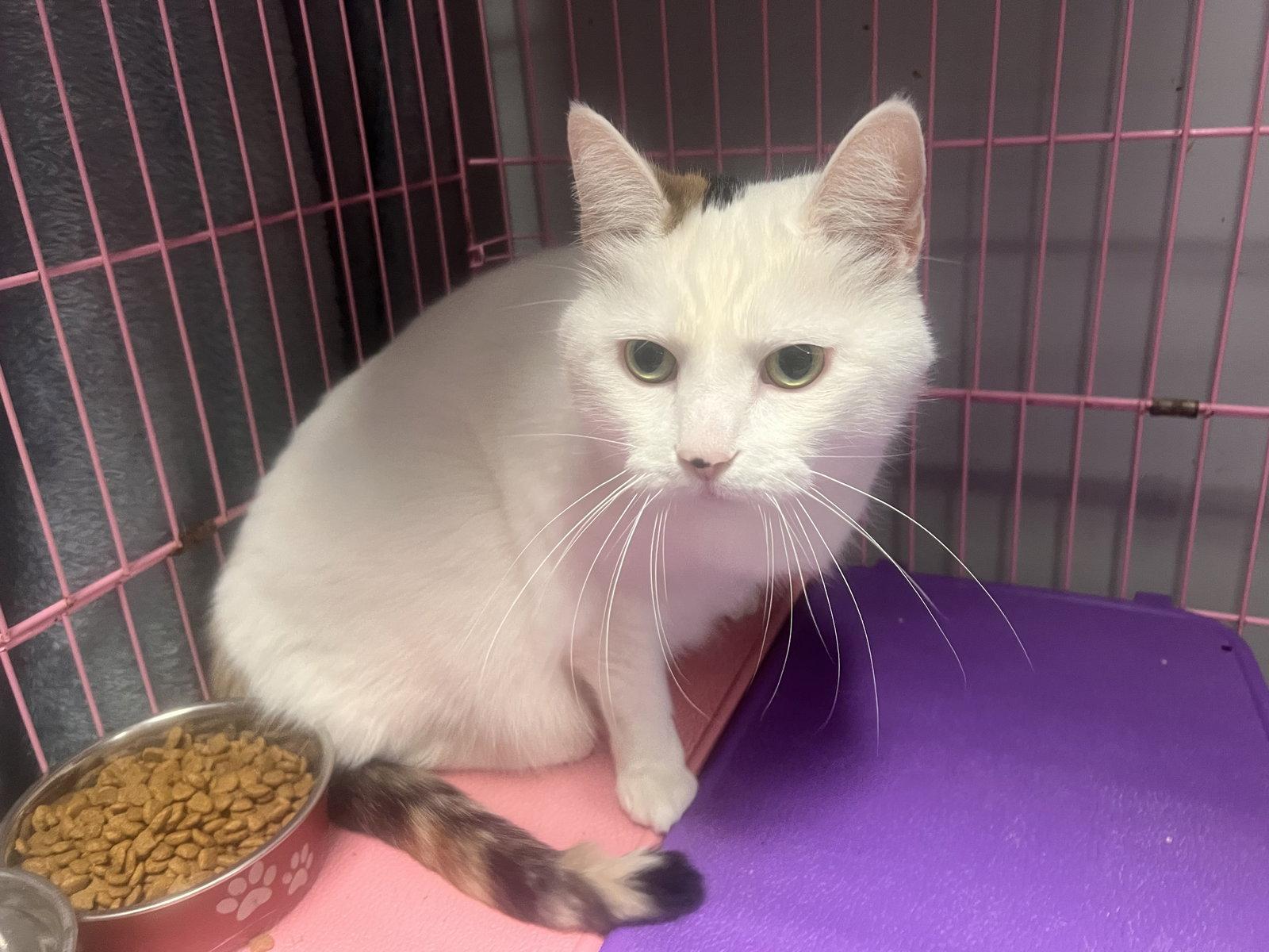 Lucy, Adoptable, Adult Female Calico & Domestic Short Hair.