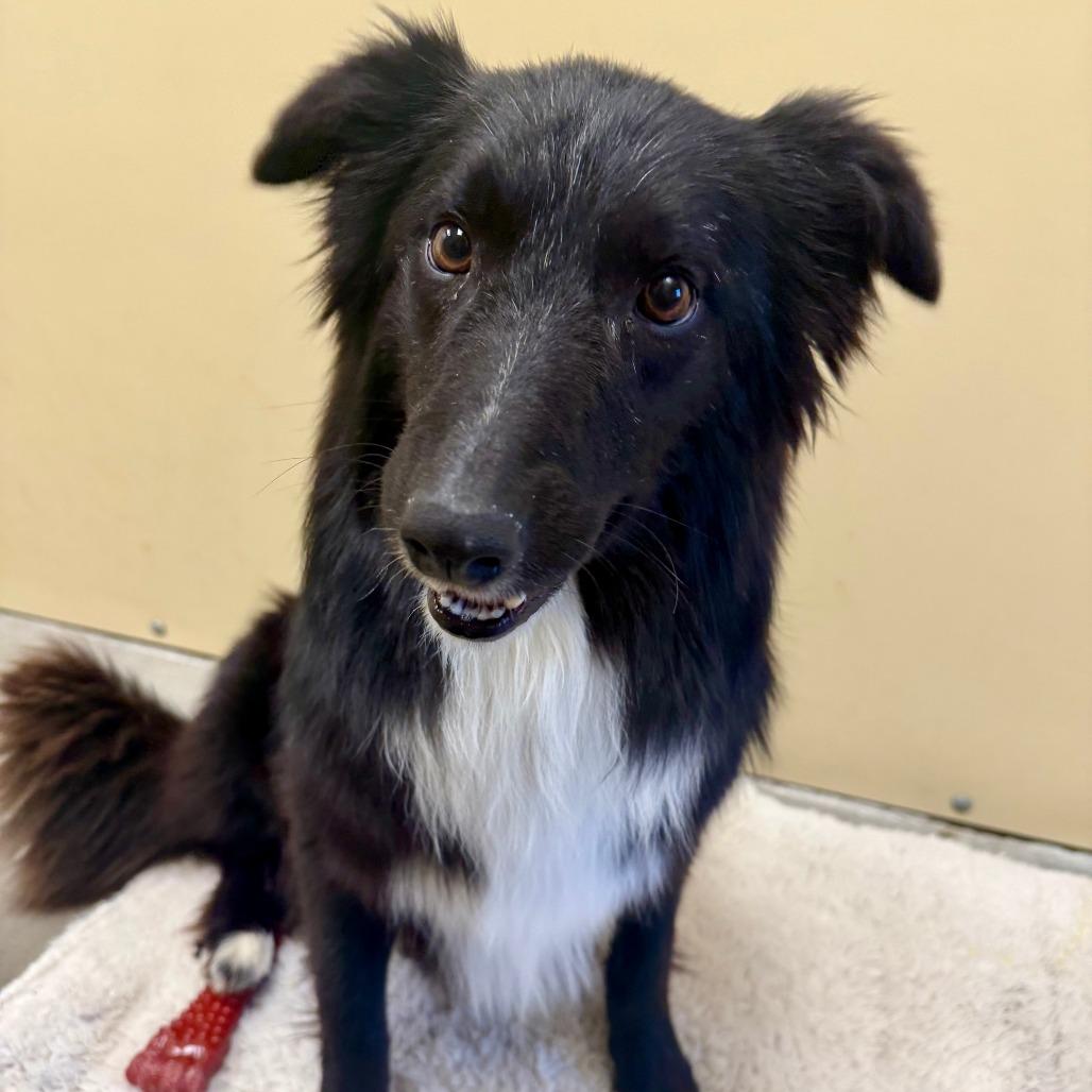 Apollo, Adoptable, Adult Male Border Collie.