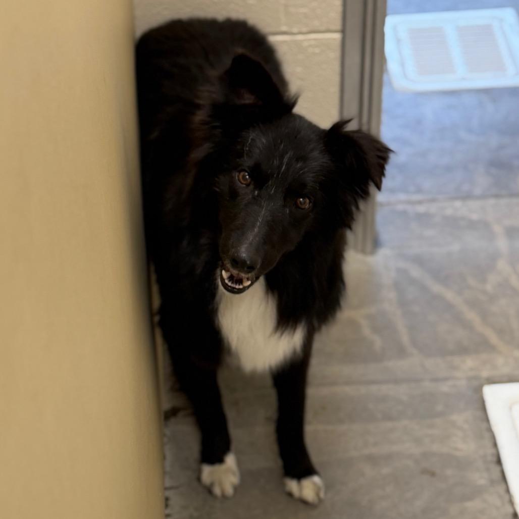 Enlarge Apollo, a Adoptable Border Collie in Cody, WY image 2/2