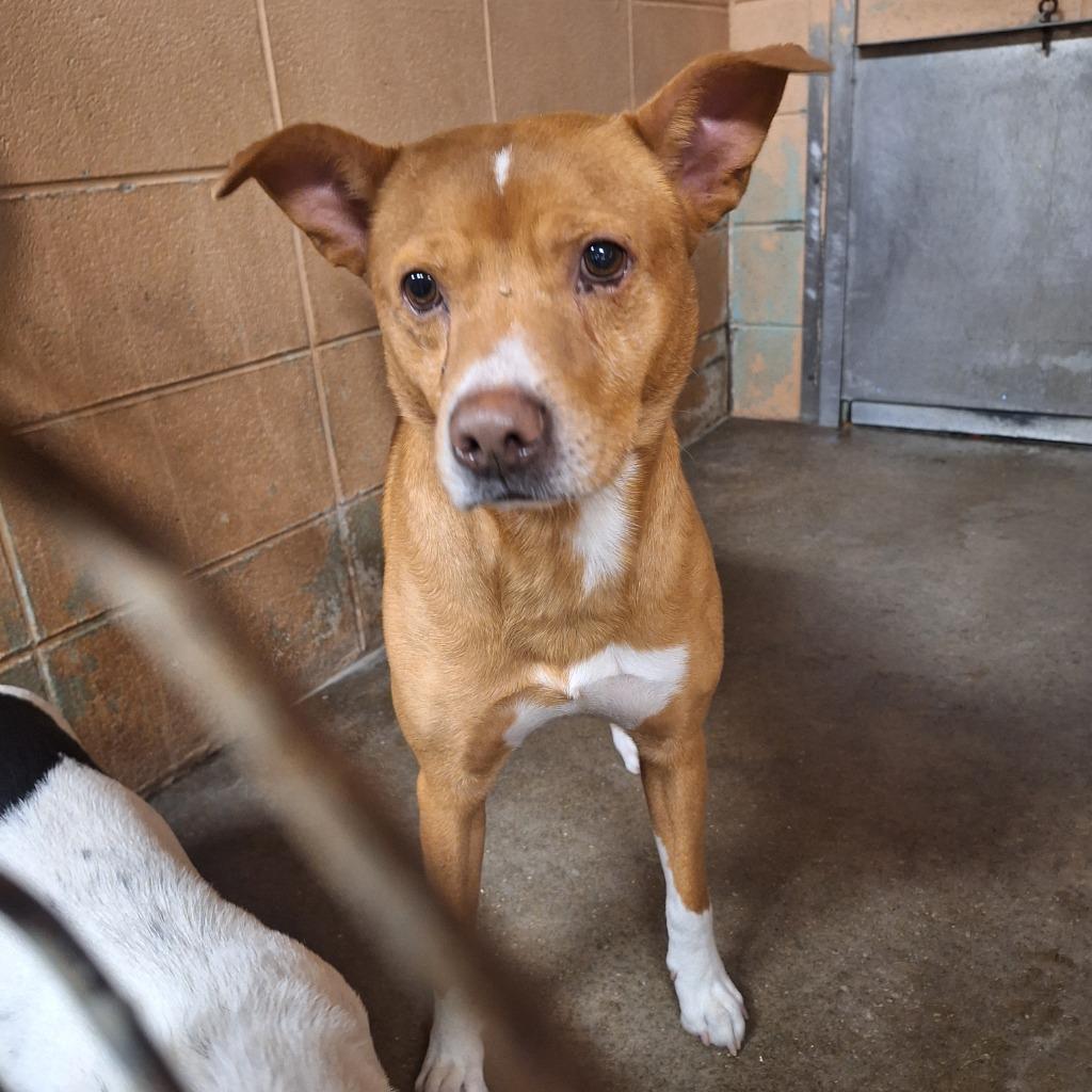 Tanman, Adoptable, Adult Male Labrador Retriever.