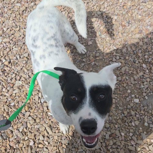 Tuck, Adoptable, Young Male Australian Cattle Dog / Blue Heeler & Mixed Breed.