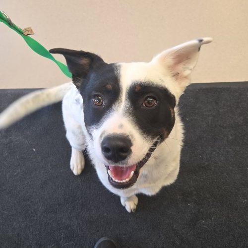 Enlarge Tuck, a Adoptable mixed breed in Grand Junction, CO image 2/3