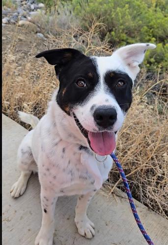 Enlarge Tuck, a Adoptable mixed breed in Grand Junction, CO image 3/3
