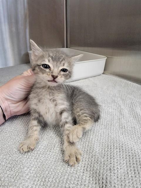 KYLE, Adoptable, Kitten Male Domestic Short Hair.