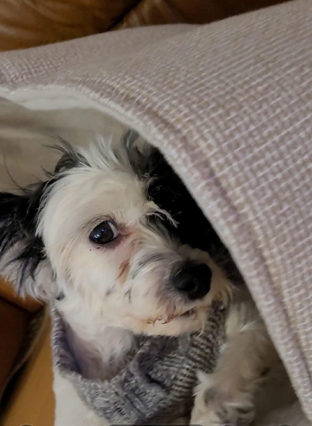 Pita, ADOPTABLE, Adult Female Chinese Crested Dog.