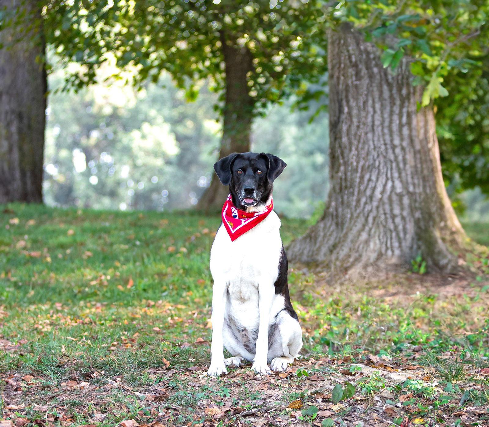 Enlarge Marcy, a Adoptable Border Collie in Coatesville, PA image 1/3