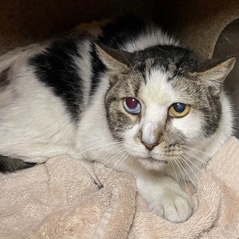 Enlarge Frankie, a Adoptable Domestic Short Hair in Roanoke, VA image 1/1