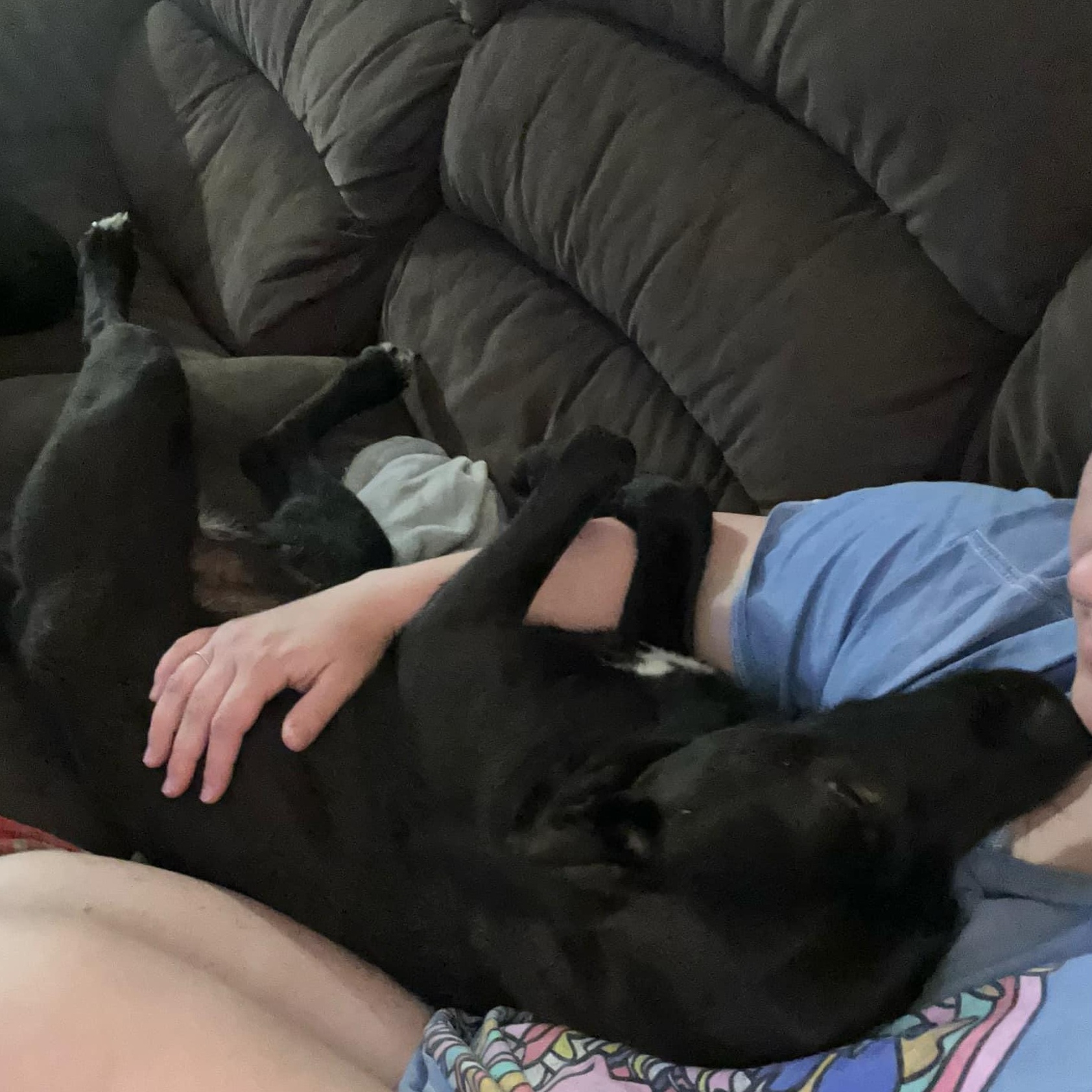 Sally Mae, Adopted, Young Female Black Labrador Retriever.