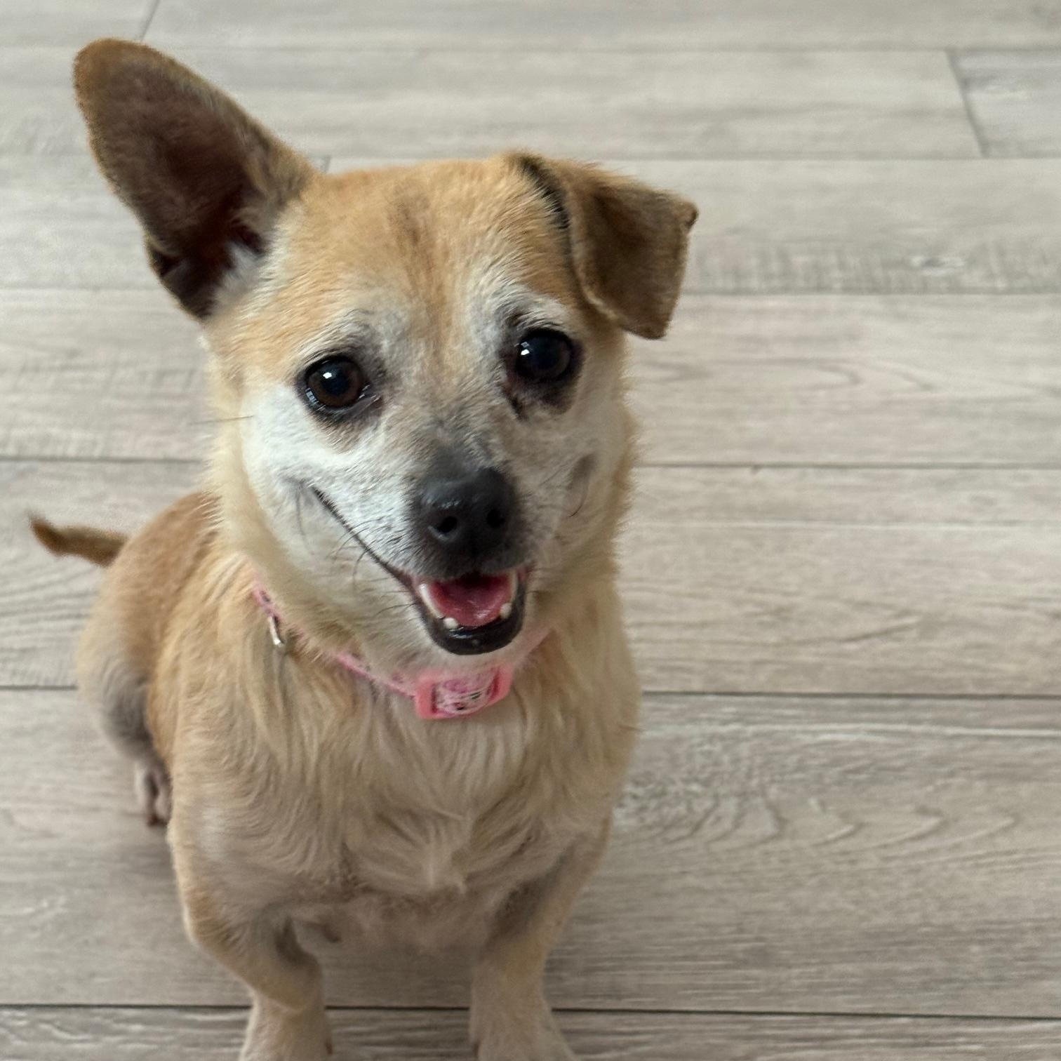 Mika, a Adoptable mixed breed in Pleasanton, CA image 1/5