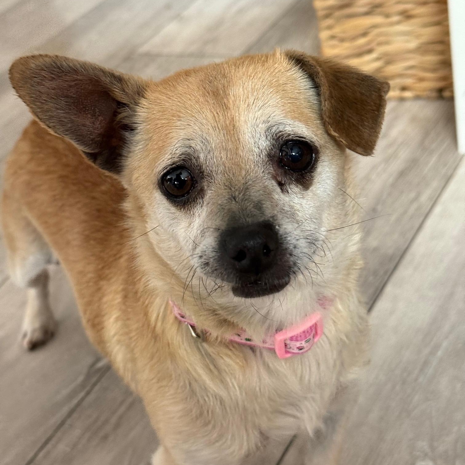 Mika, a Adoptable mixed breed in Pleasanton, CA image 2/5