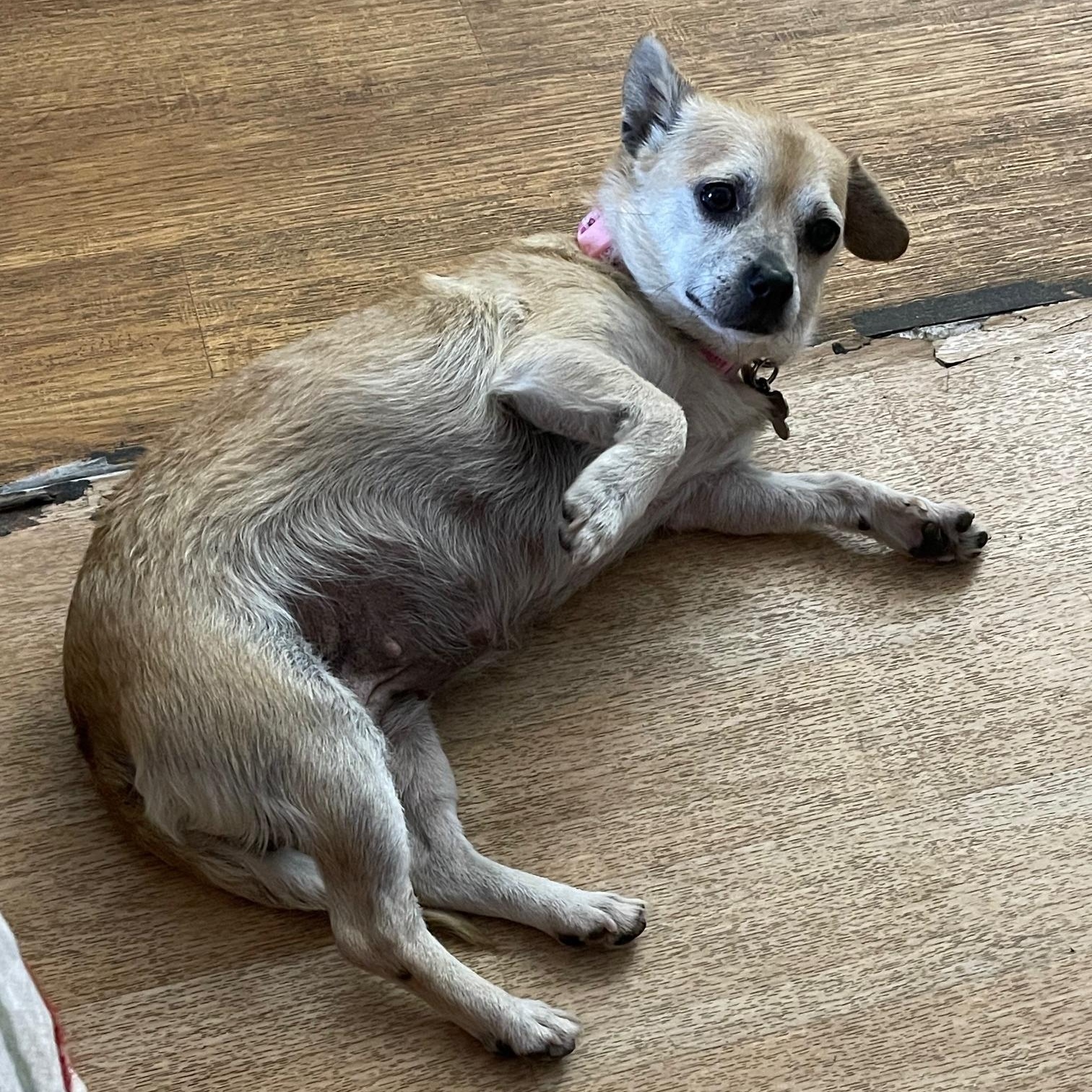 Mika, a Adoptable mixed breed in Pleasanton, CA image 3/5