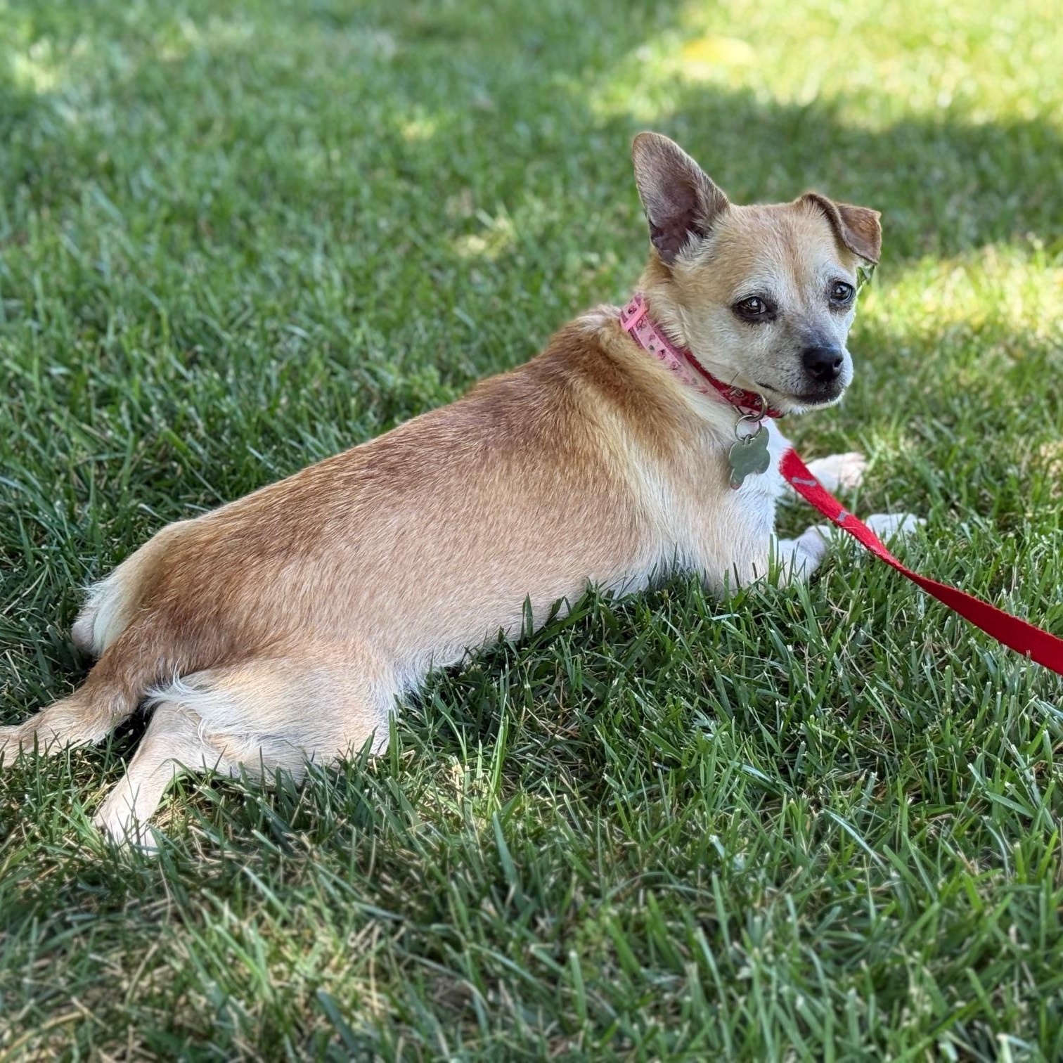 Mika, a Adoptable mixed breed in Pleasanton, CA image 5/5