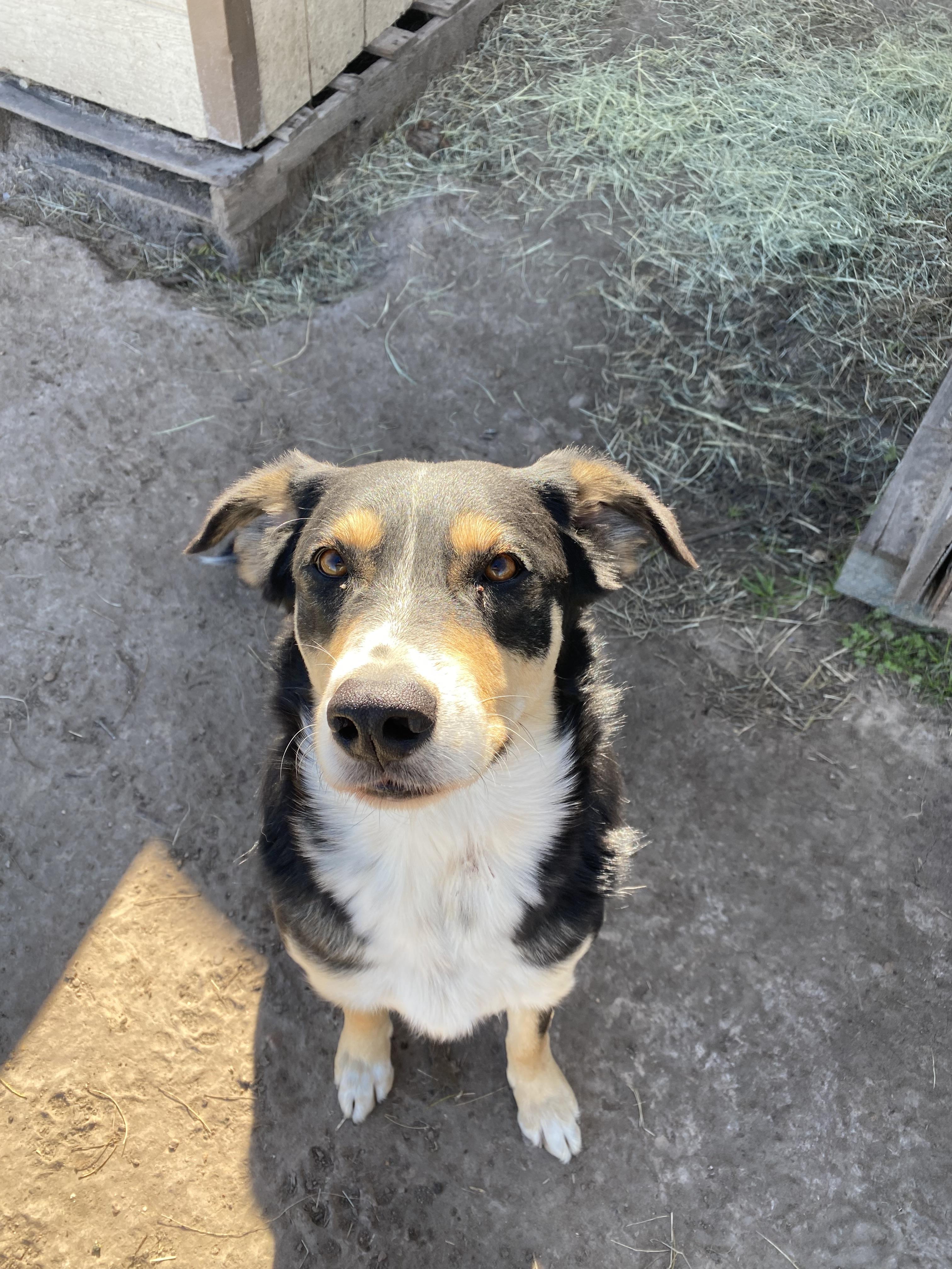 Enlarge Bill, a Adoptable mixed breed in Johnson City, TX image 1/5