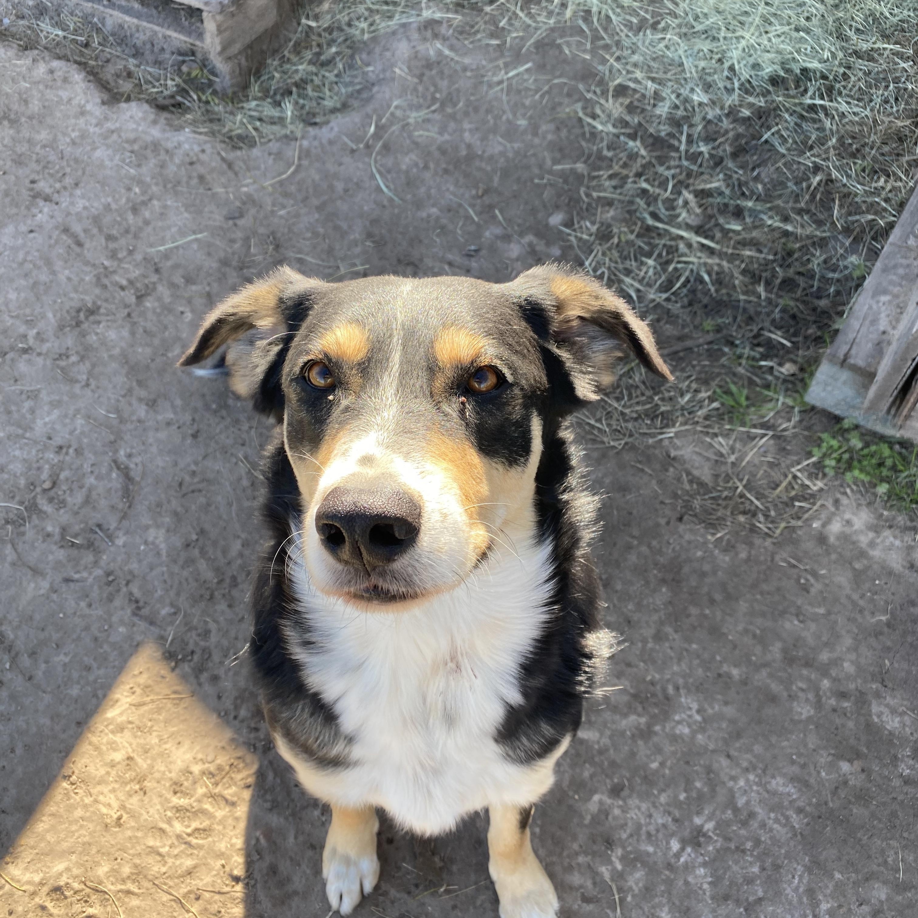 Enlarge Bill, a Adoptable mixed breed in Johnson City, TX image 1/5