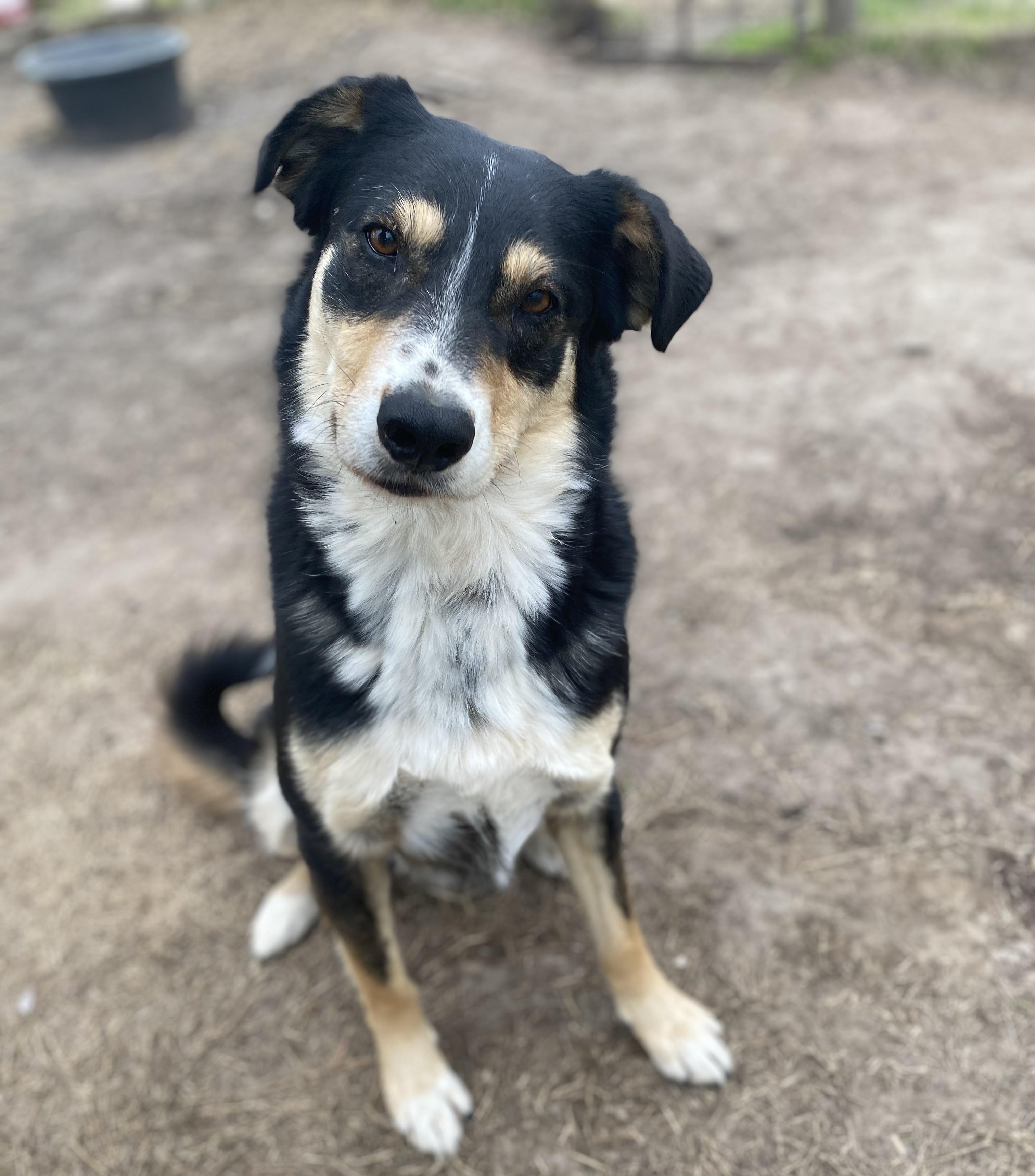 Enlarge Bill, a Adoptable mixed breed in Johnson City, TX image 2/5