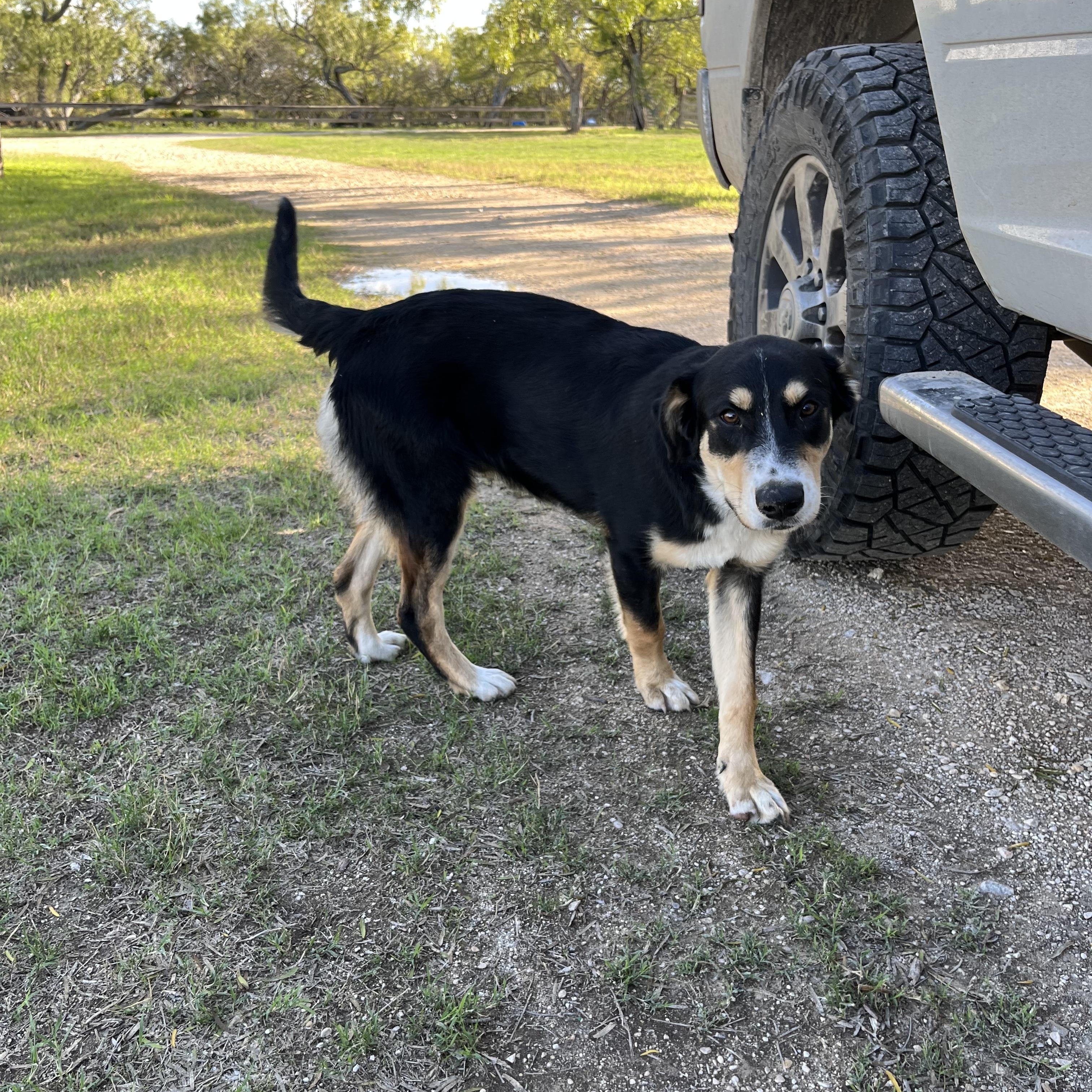 Enlarge Bill, a Adoptable mixed breed in Johnson City, TX image 3/5