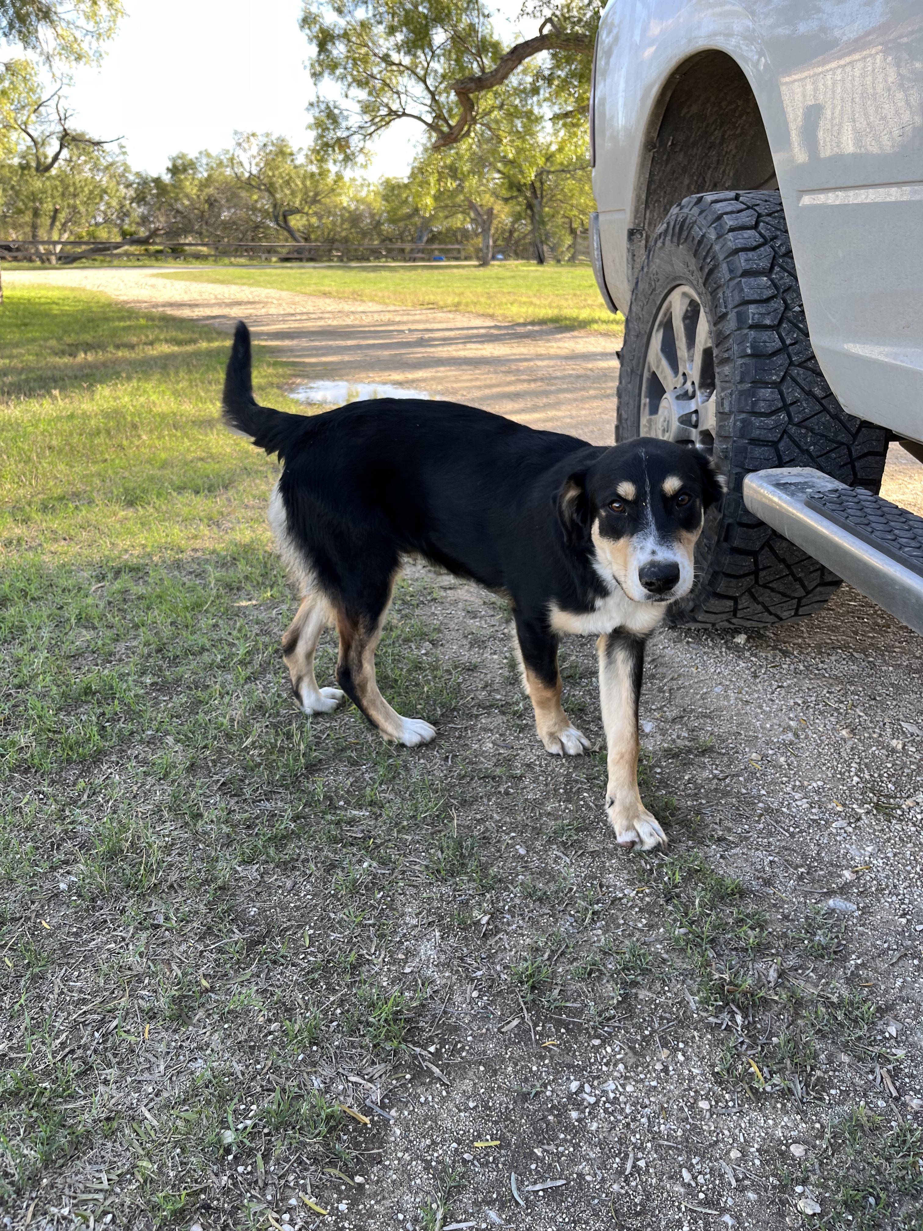 Enlarge Bill, a Adoptable mixed breed in Johnson City, TX image 3/5