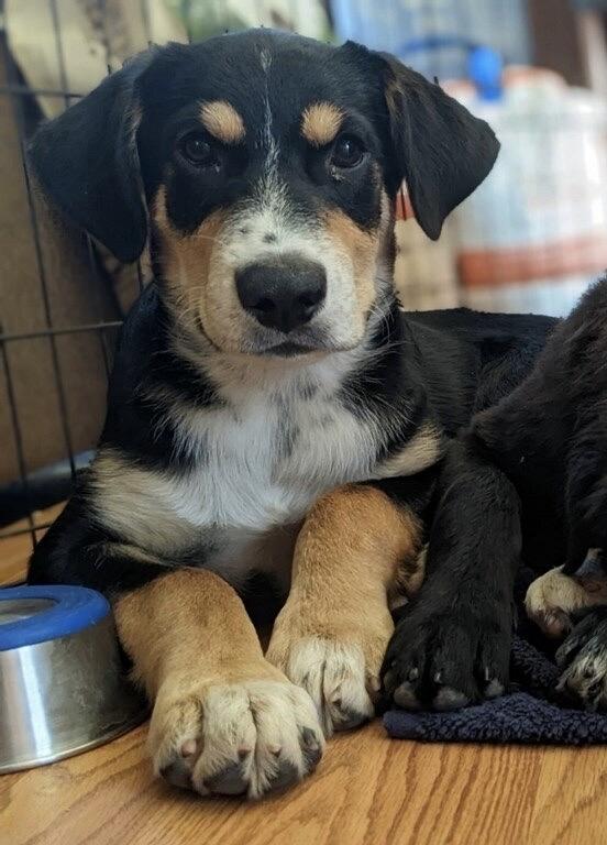 Enlarge Bill, a Adoptable mixed breed in Johnson City, TX image 5/5