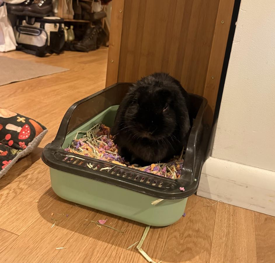 Robin, a ADOPTABLE American Fuzzy Lop in New York, NY image 3/3